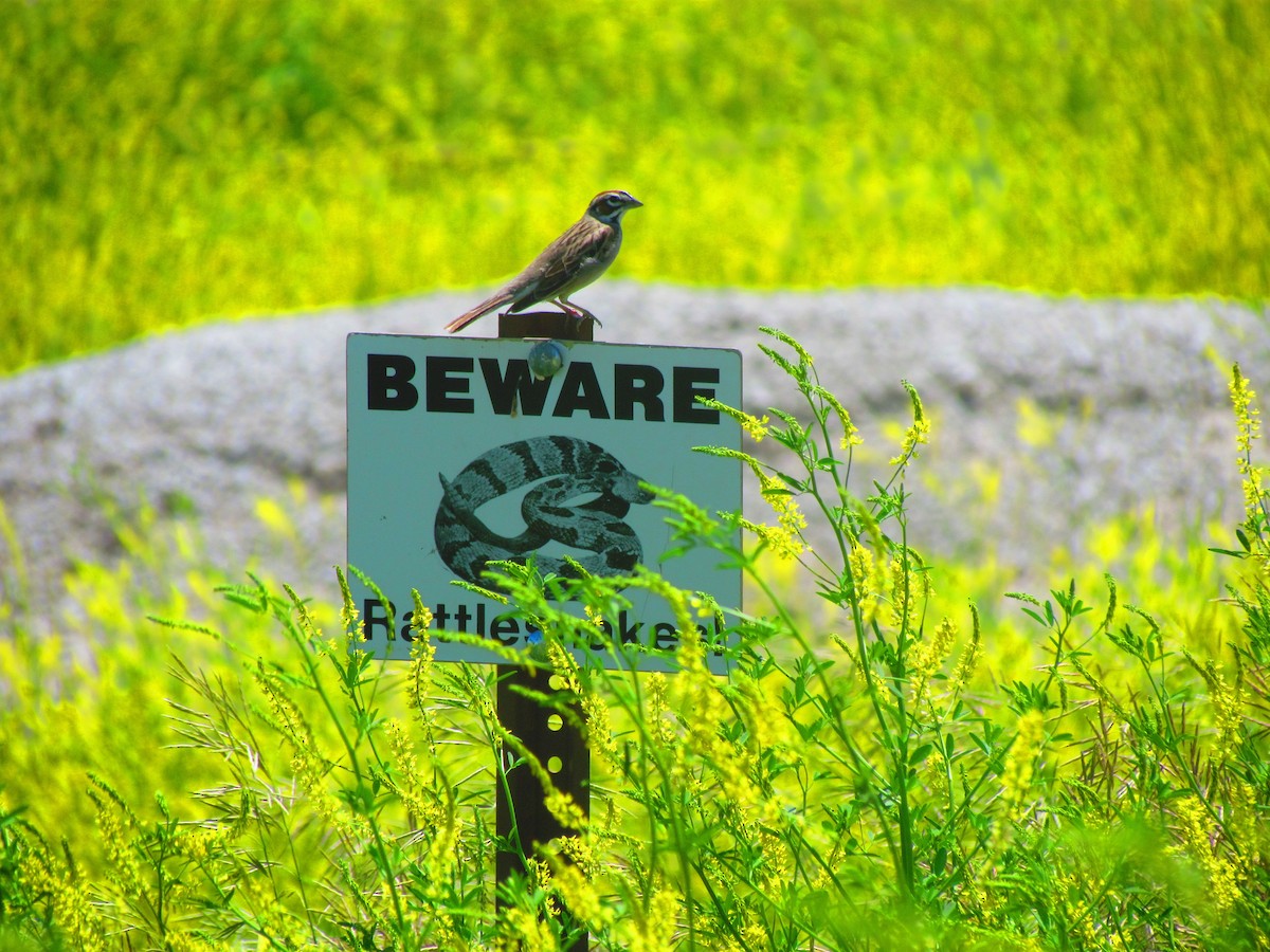 Lark Sparrow - ML645653771