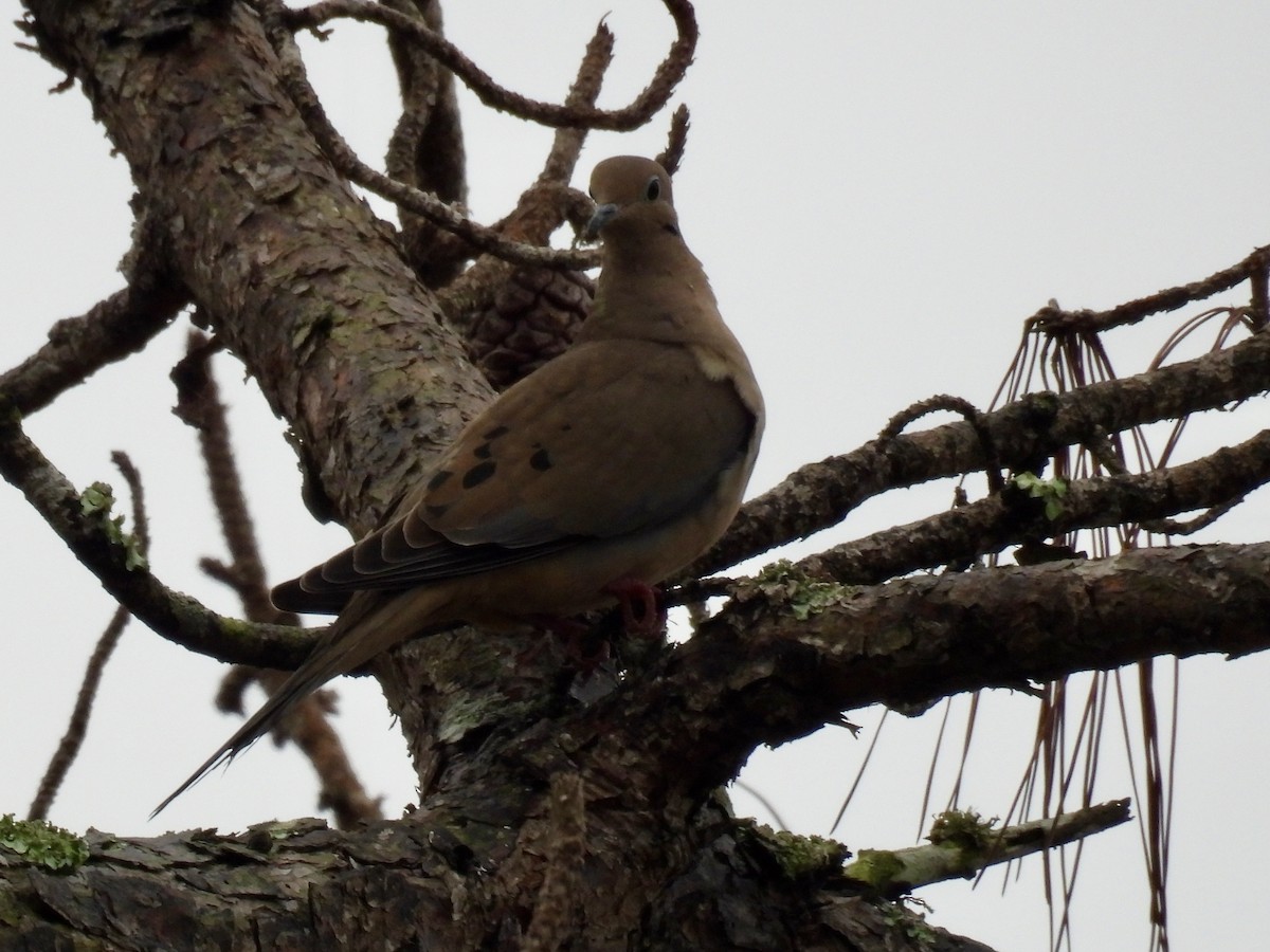 Mourning Dove - ML645653773