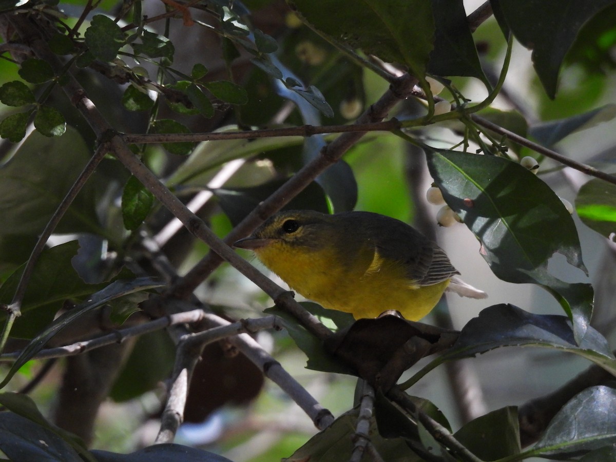 Golden-crowned Warbler - ML645653776
