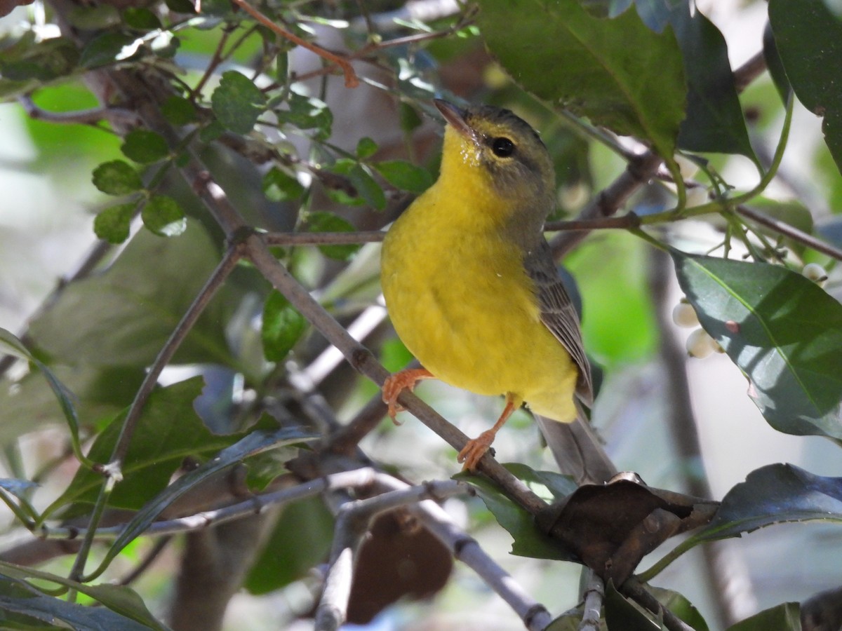 Golden-crowned Warbler - ML645653778