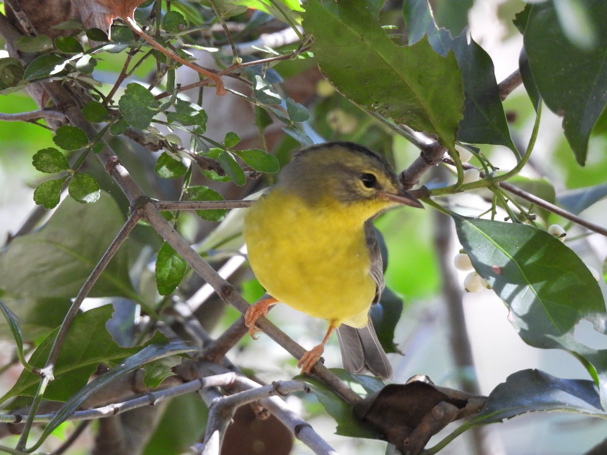 Golden-crowned Warbler - ML645653779