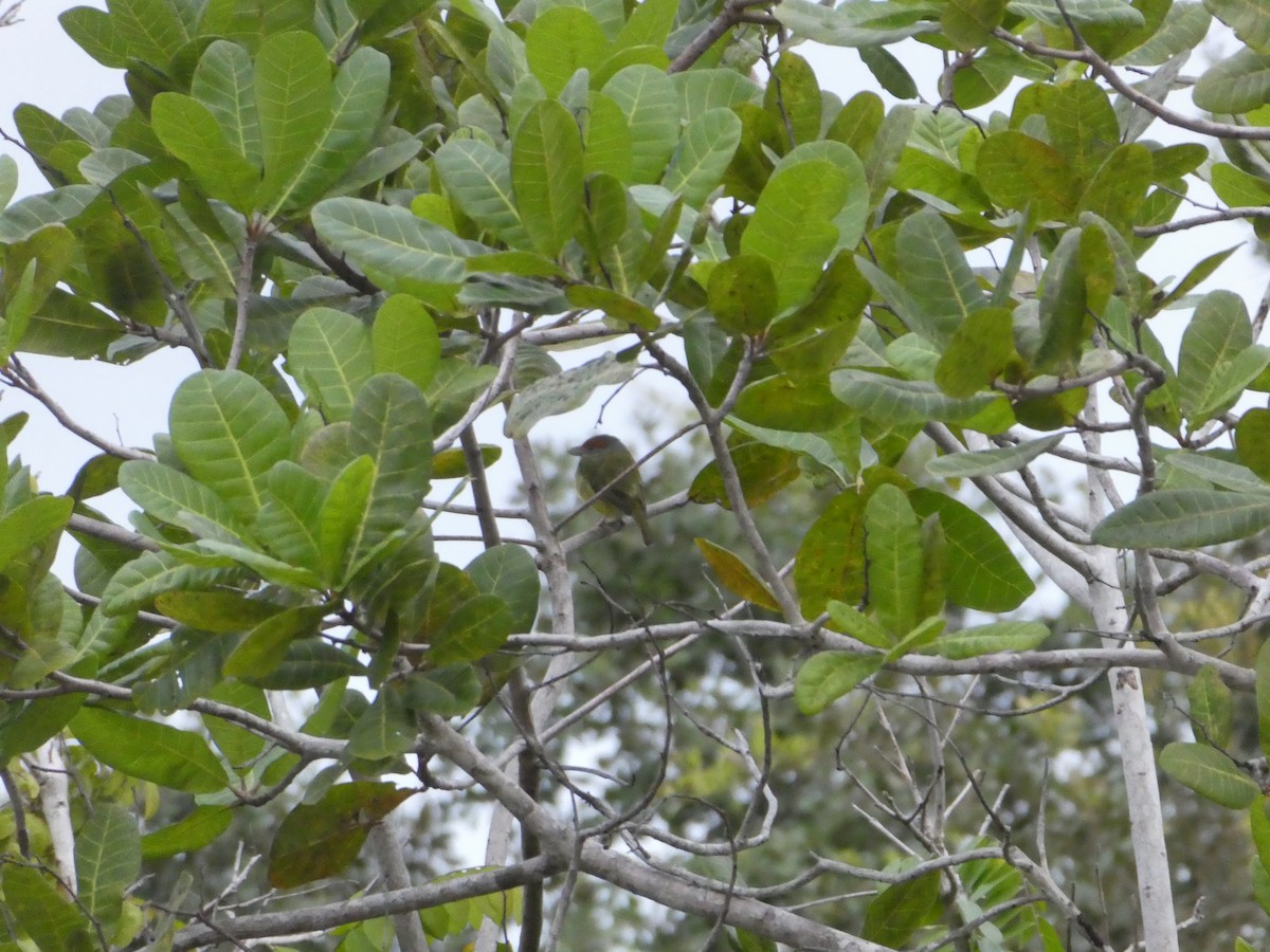 Rufous-browed Peppershrike - ML645653787