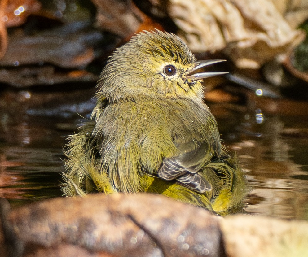 lesňáček hvězdičkový - ML645653789