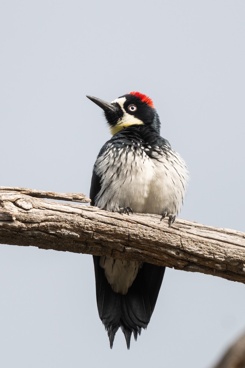 Acorn Woodpecker - ML645653790