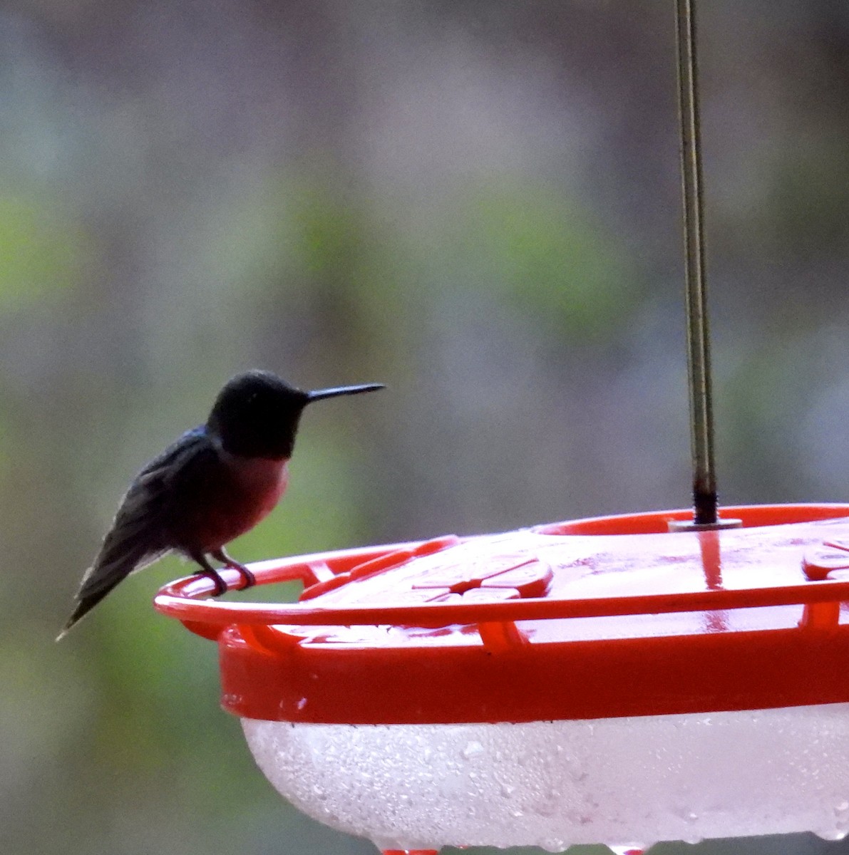 Colibri à gorge rubis - ML645653791