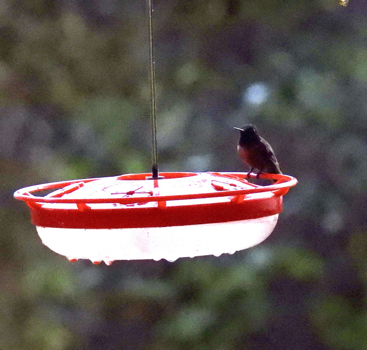 Colibri à gorge rubis - ML645653792