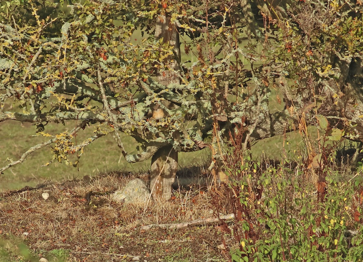 Common Redstart - ML645653811