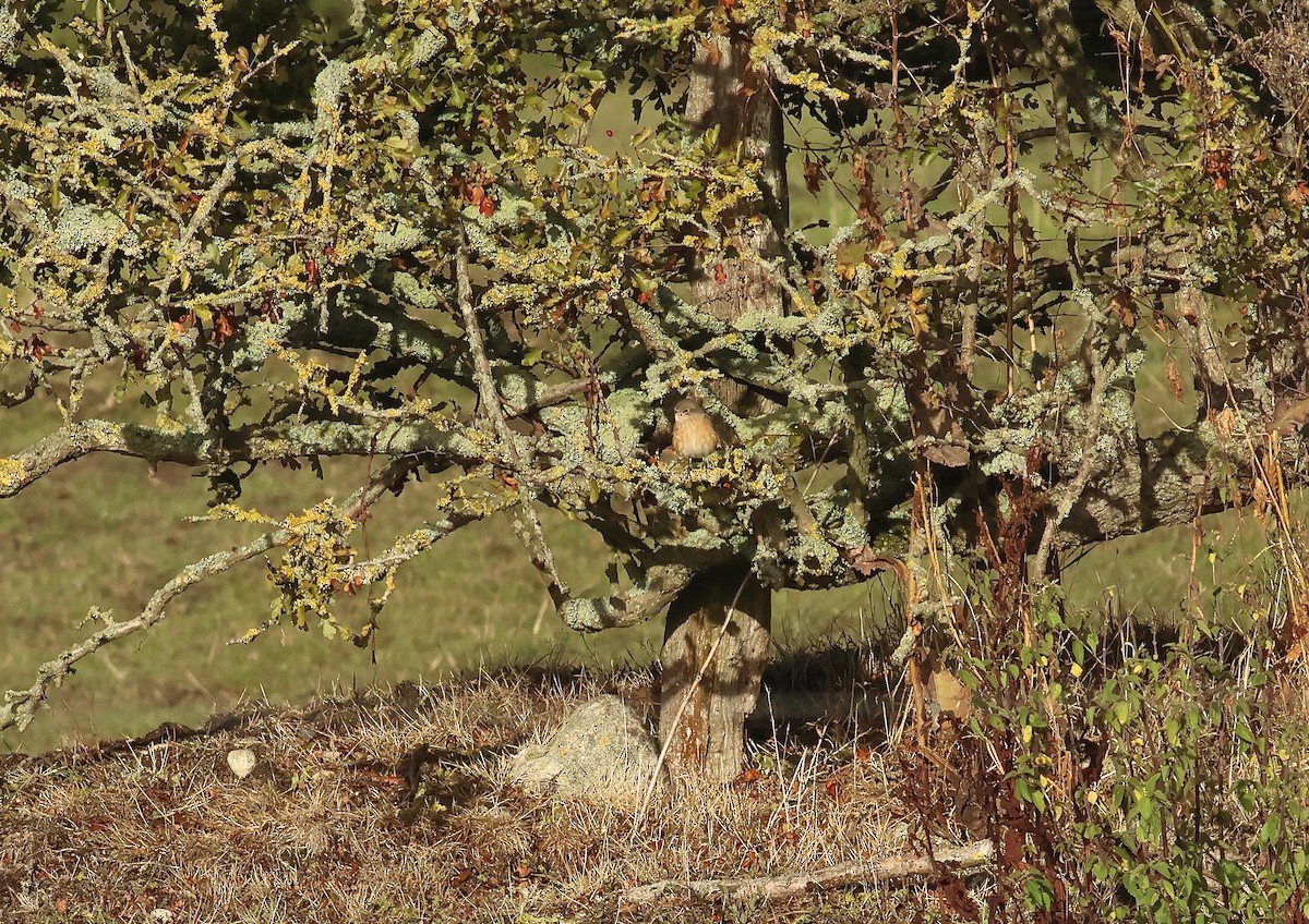 Common Redstart - ML645653812