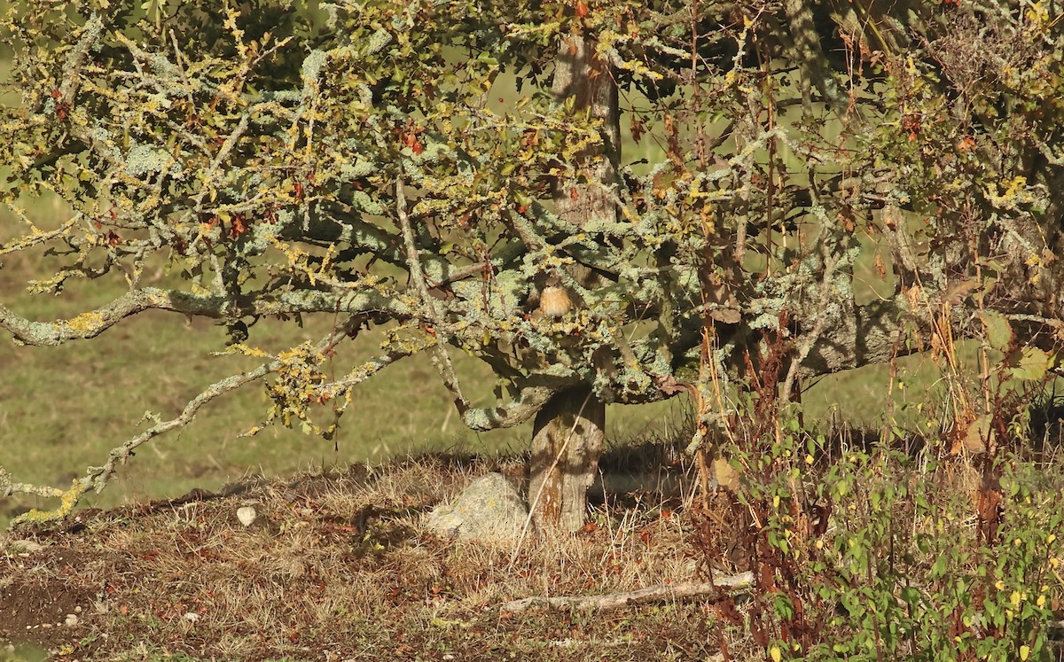 Common Redstart - ML645653813
