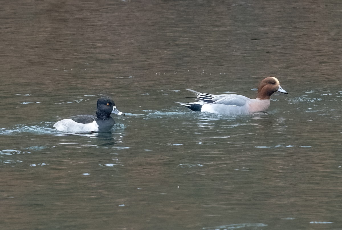 Eurasian Wigeon - ML645653819
