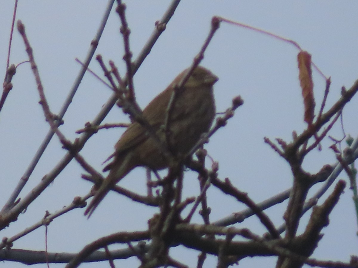 House Finch - ML645653822