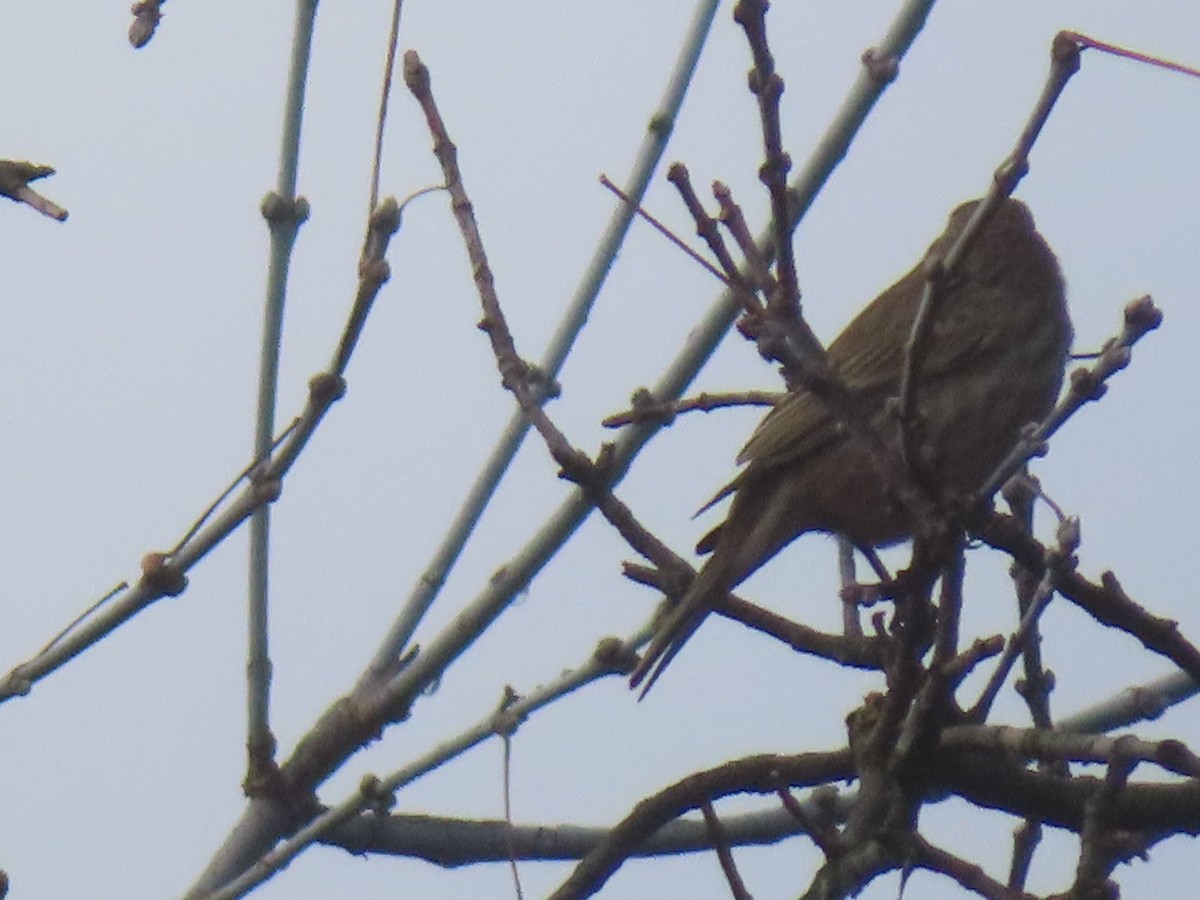 House Finch - ML645653823