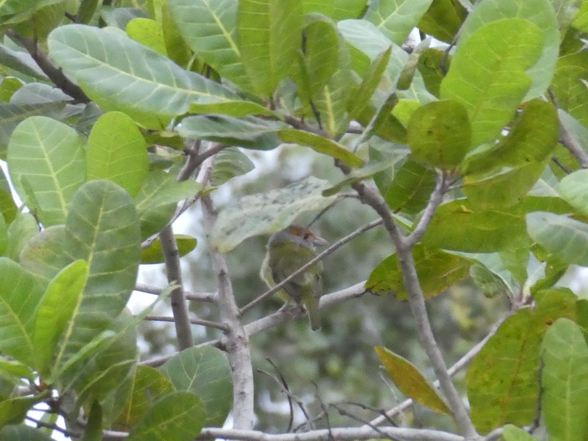 Rufous-browed Peppershrike - ML645653826