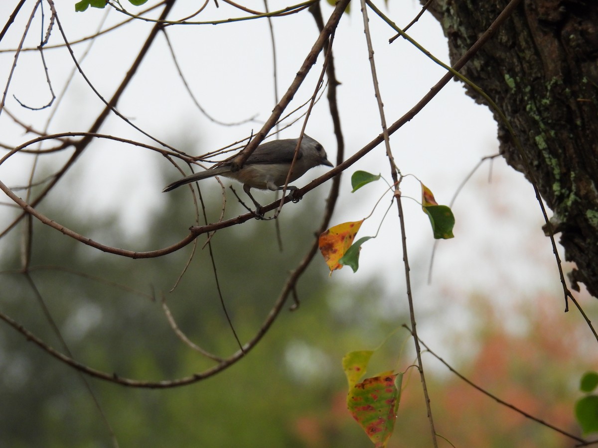 Tufted Titmouse - ML645653838