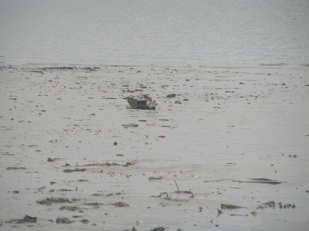 Egyptian Plover - ML645653840