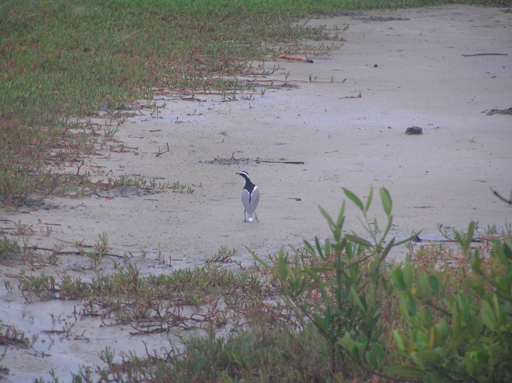 Egyptian Plover - ML645653841
