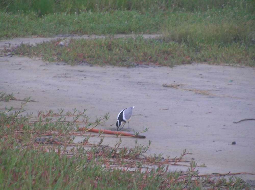 Egyptian Plover - ML645653842