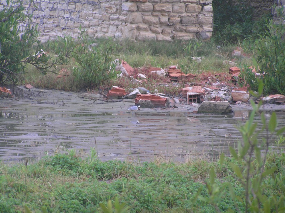 Egyptian Plover - ML645653843