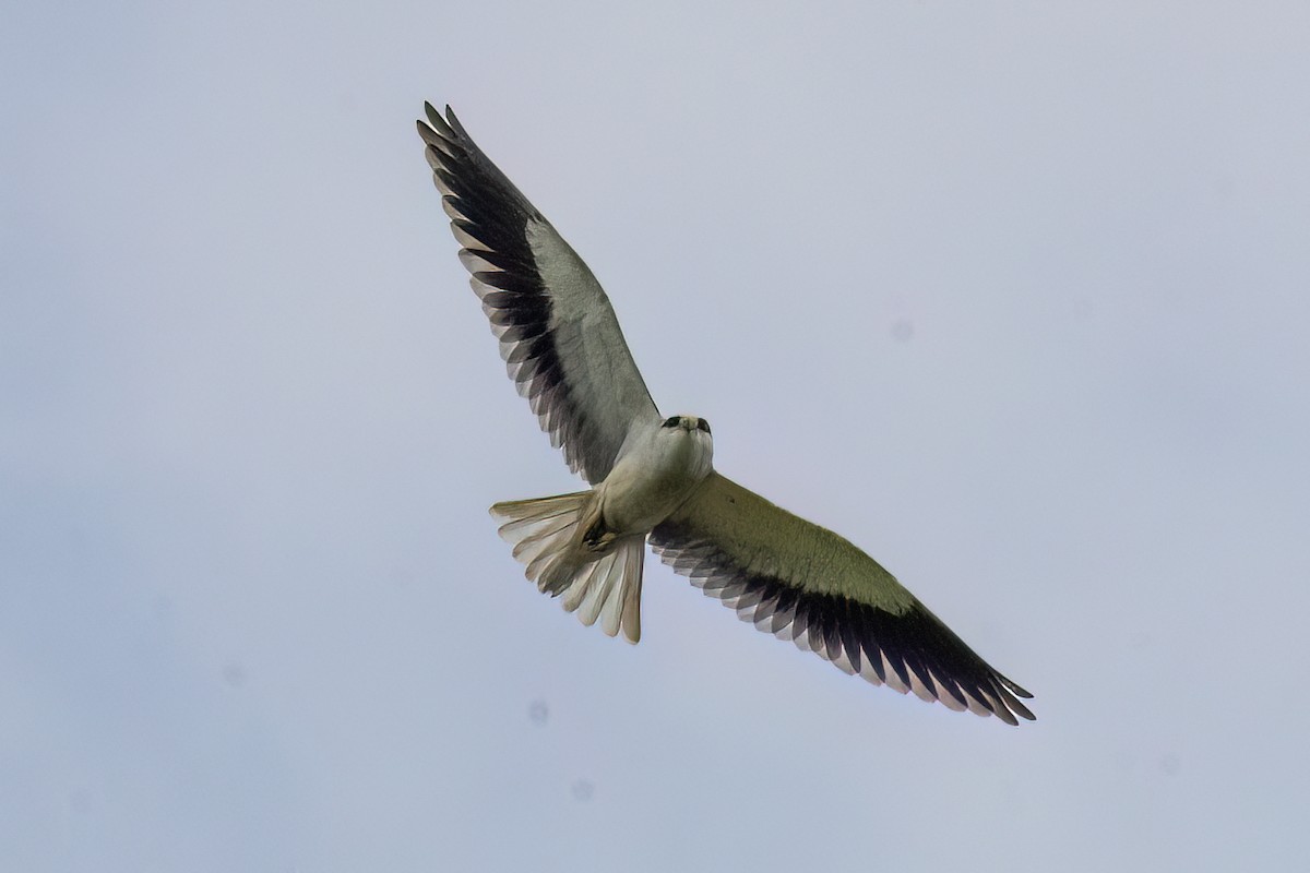 黑翅鳶 - ML645653844