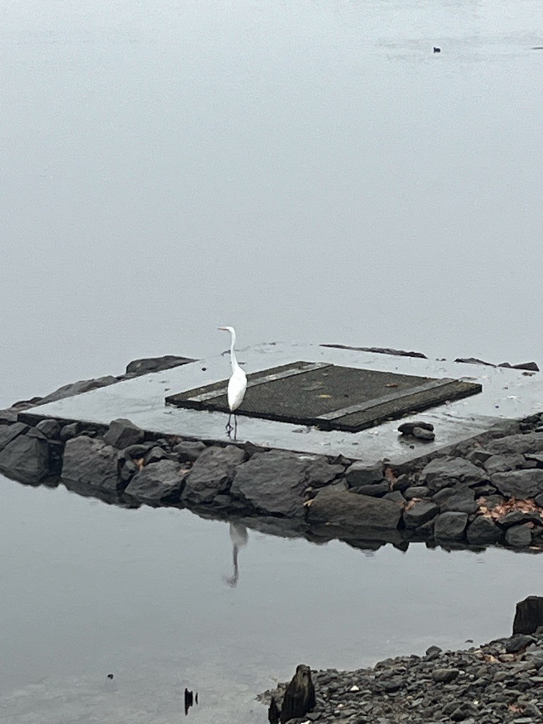 Great Egret - ML645653845