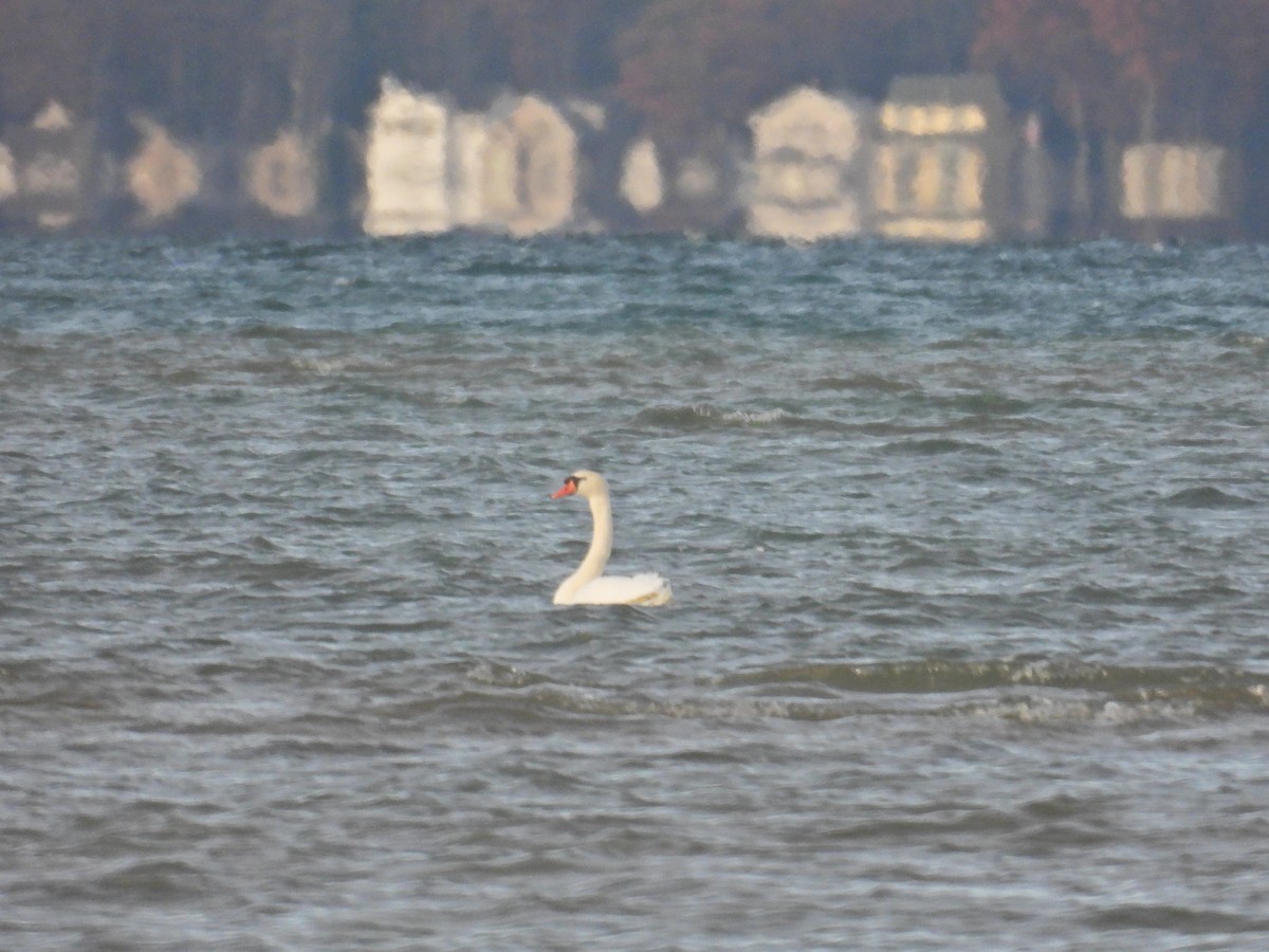 疣鼻天鵝 - ML645653846