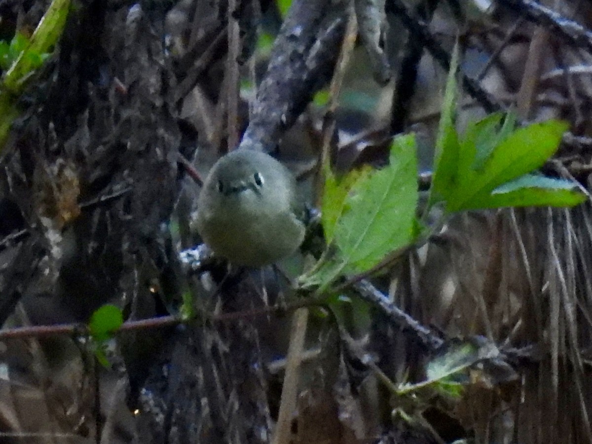 Ruby-crowned Kinglet - ML645653847