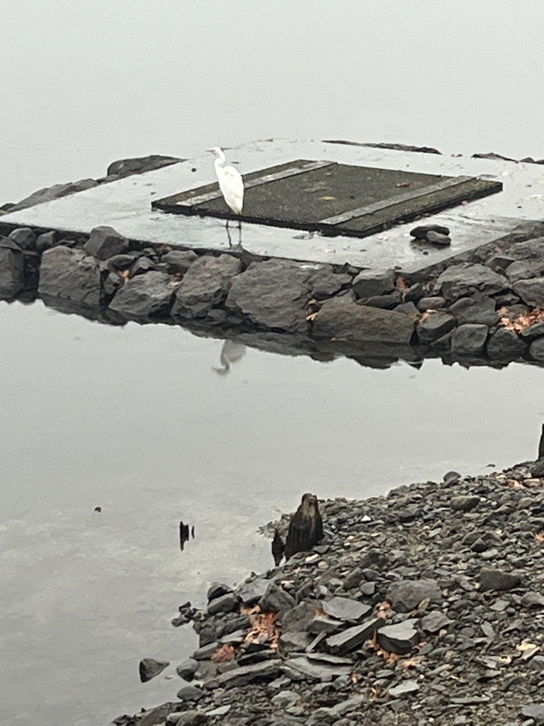 Great Egret - ML645653850