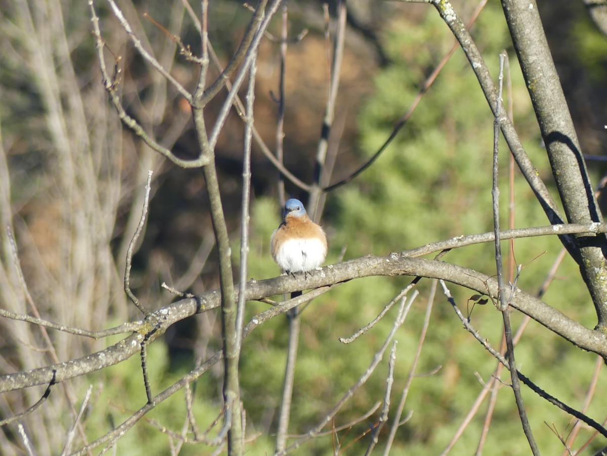 Eastern Bluebird - ML645653851