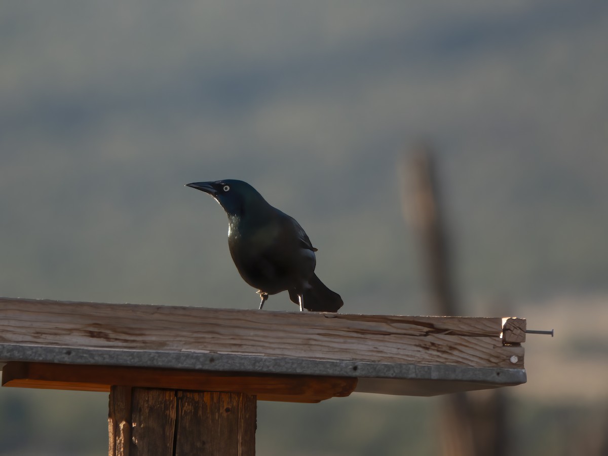 Common Grackle - ML645653852