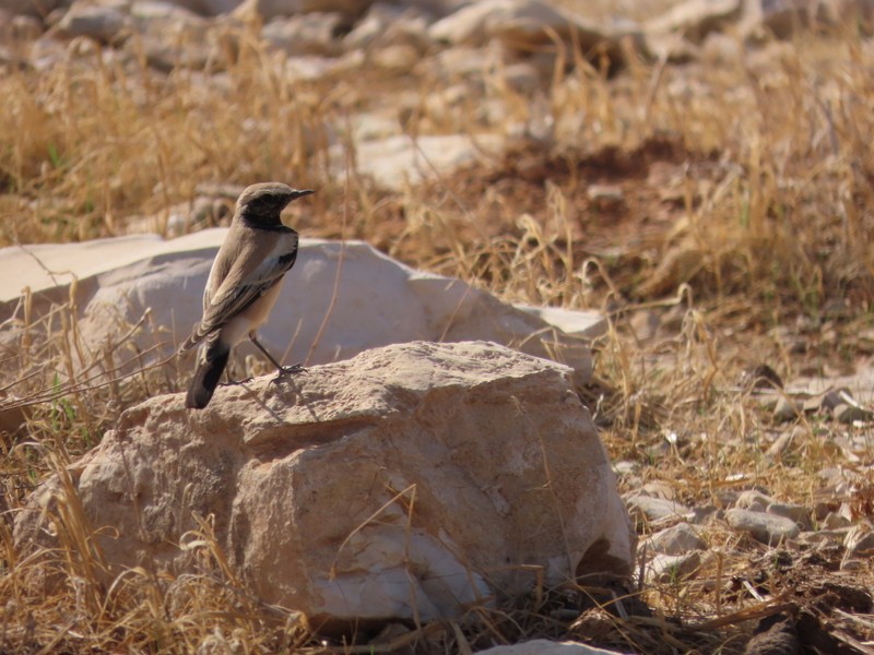 漠䳭 - ML645653853