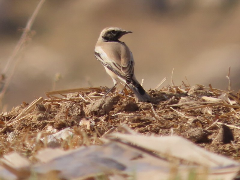 漠䳭 - ML645653854