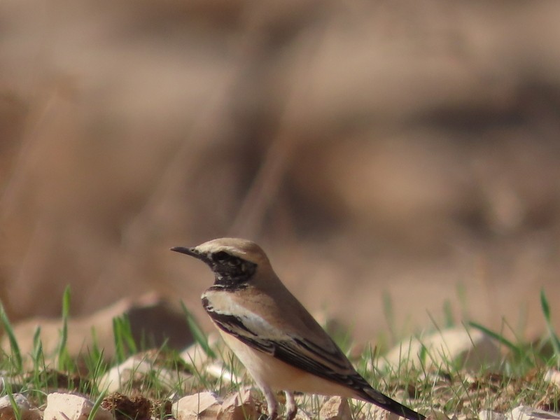 漠䳭 - ML645653855