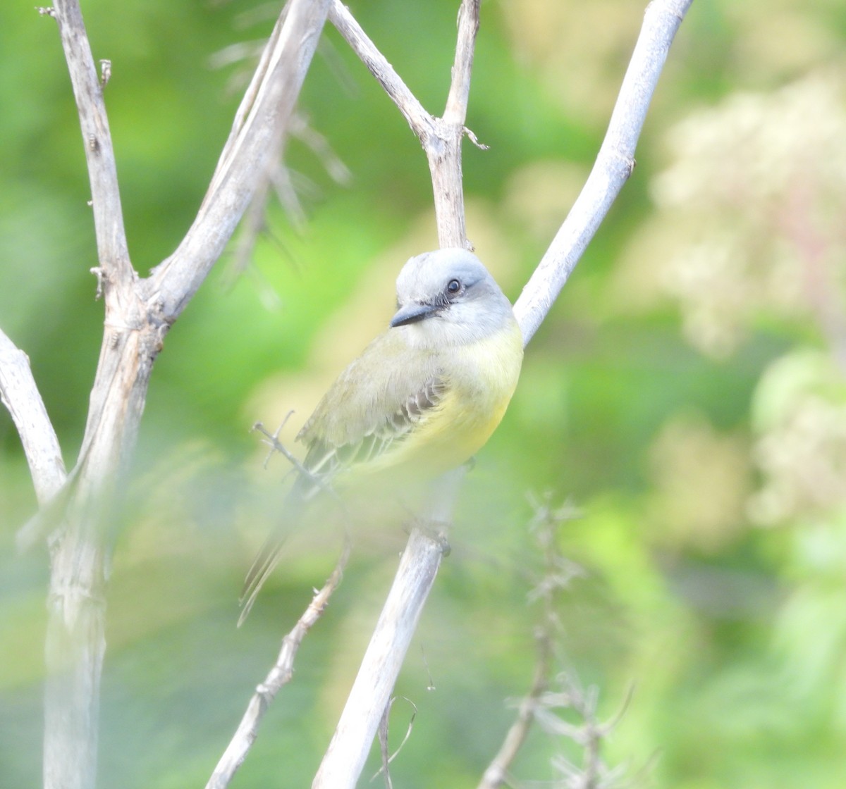Tropical Kingbird - ML645653858