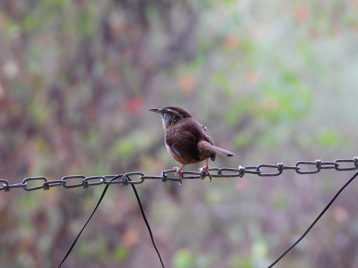 Carolina Wren - ML645653859
