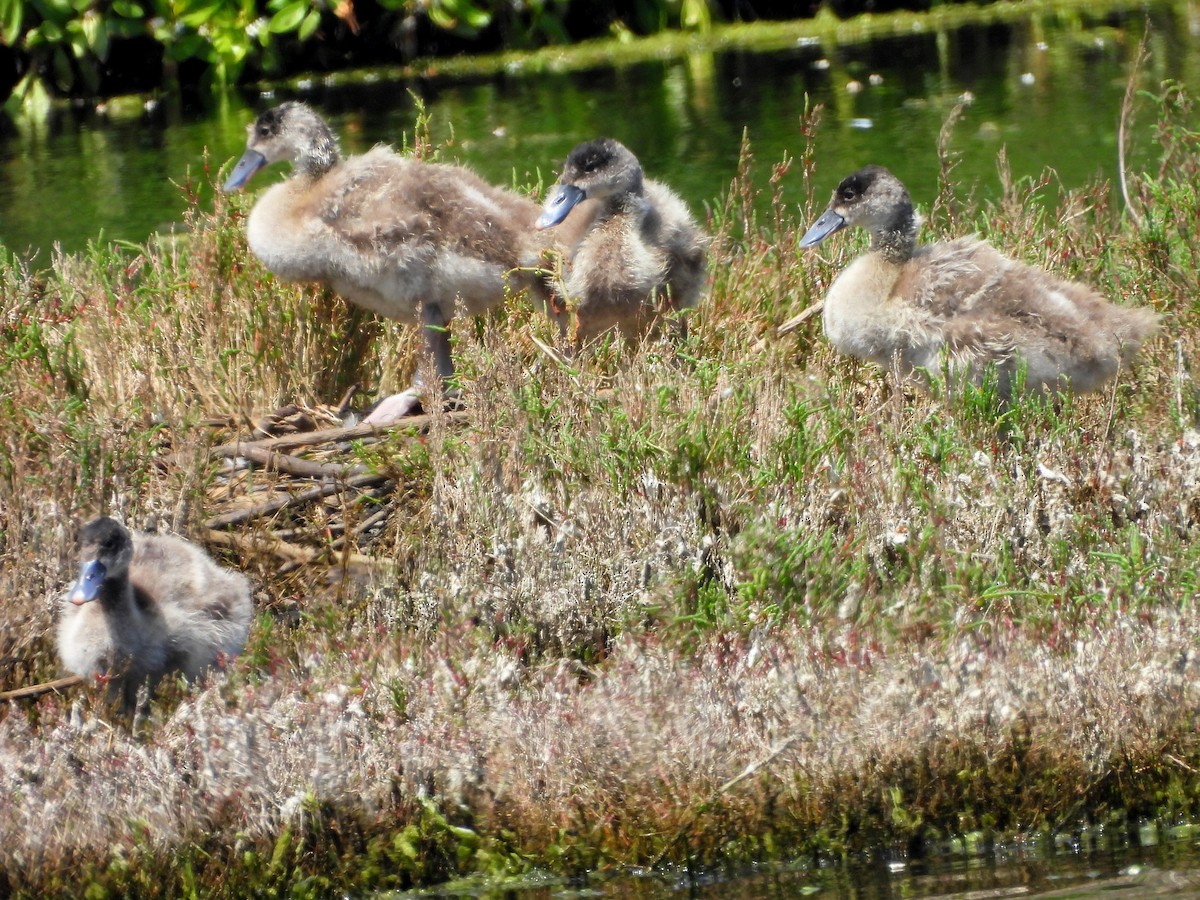 Coscoroba Swan - ML645653863