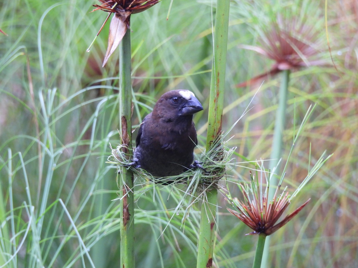 Grosbeak Weaver - ML645653864