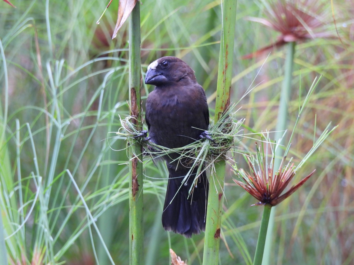 Grosbeak Weaver - ML645653866