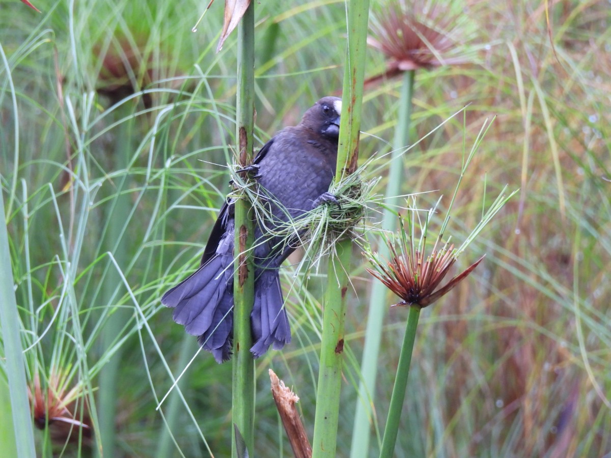 Grosbeak Weaver - ML645653867
