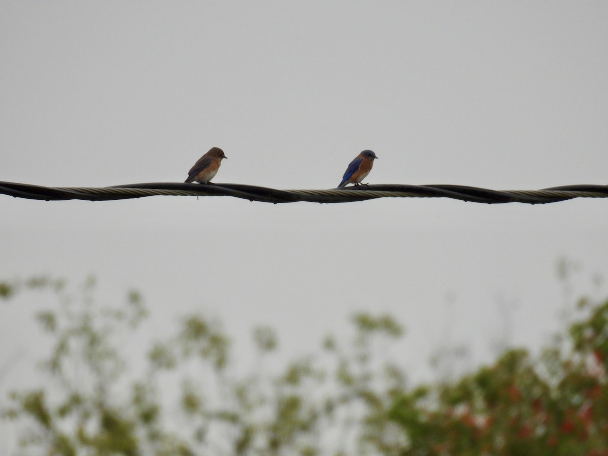Eastern Bluebird - ML645653870