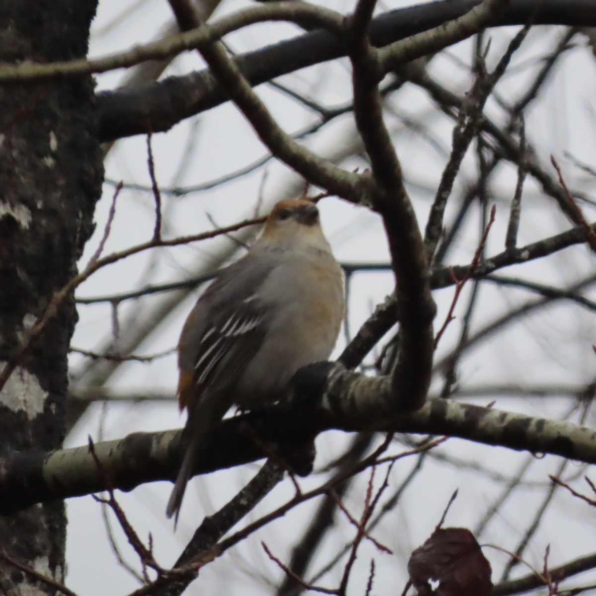 Pine Grosbeak - ML645653872