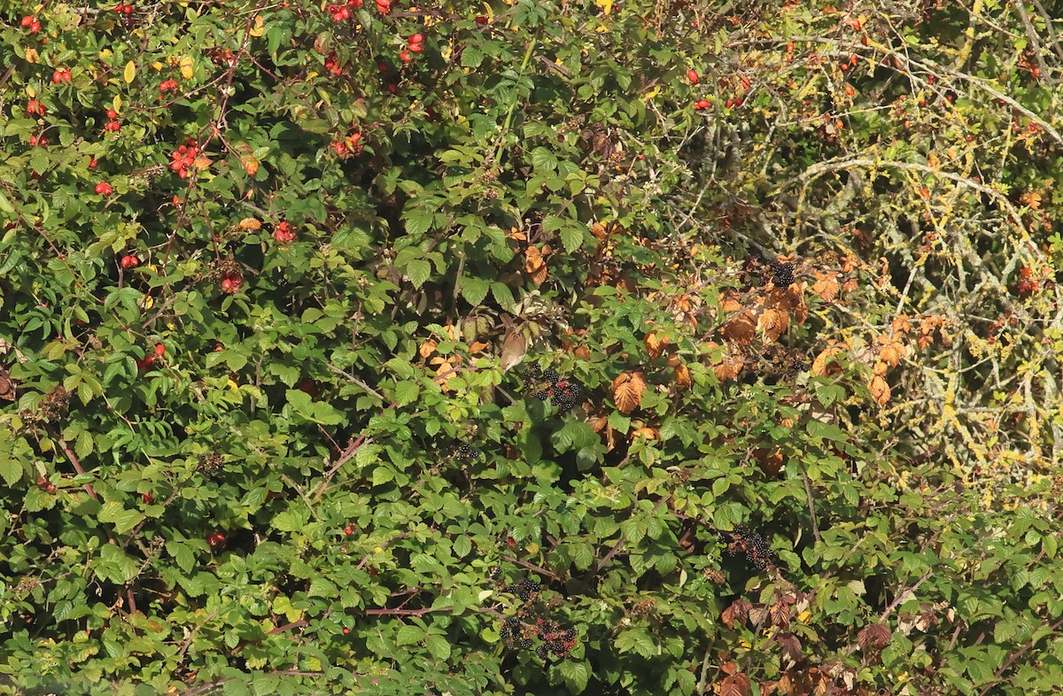 Greater Whitethroat - ML645653878