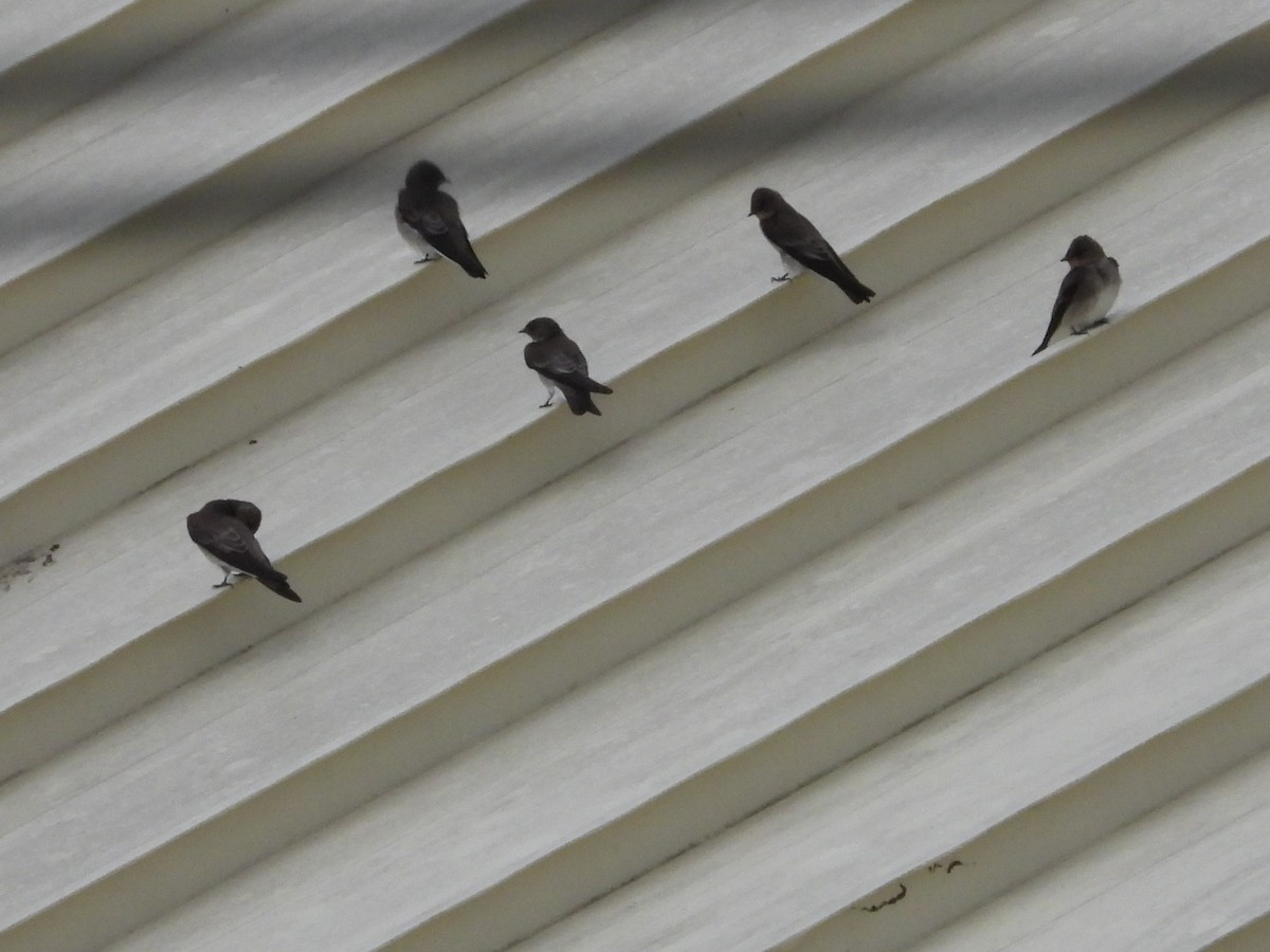 Northern Rough-winged Swallow - ML645653887