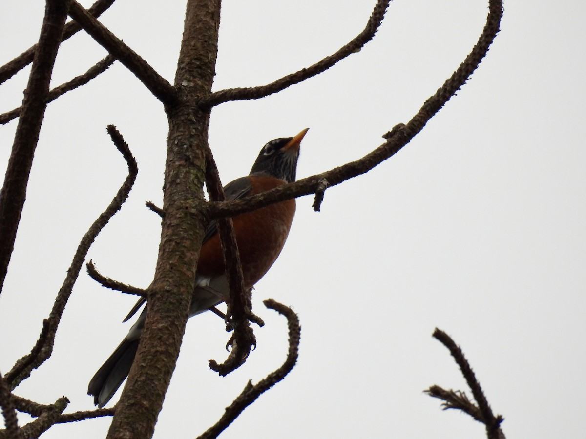 American Robin - ML645653888