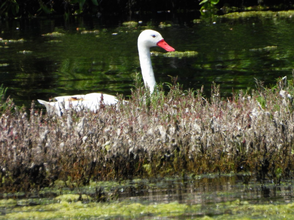 Coscoroba Swan - ML645653889
