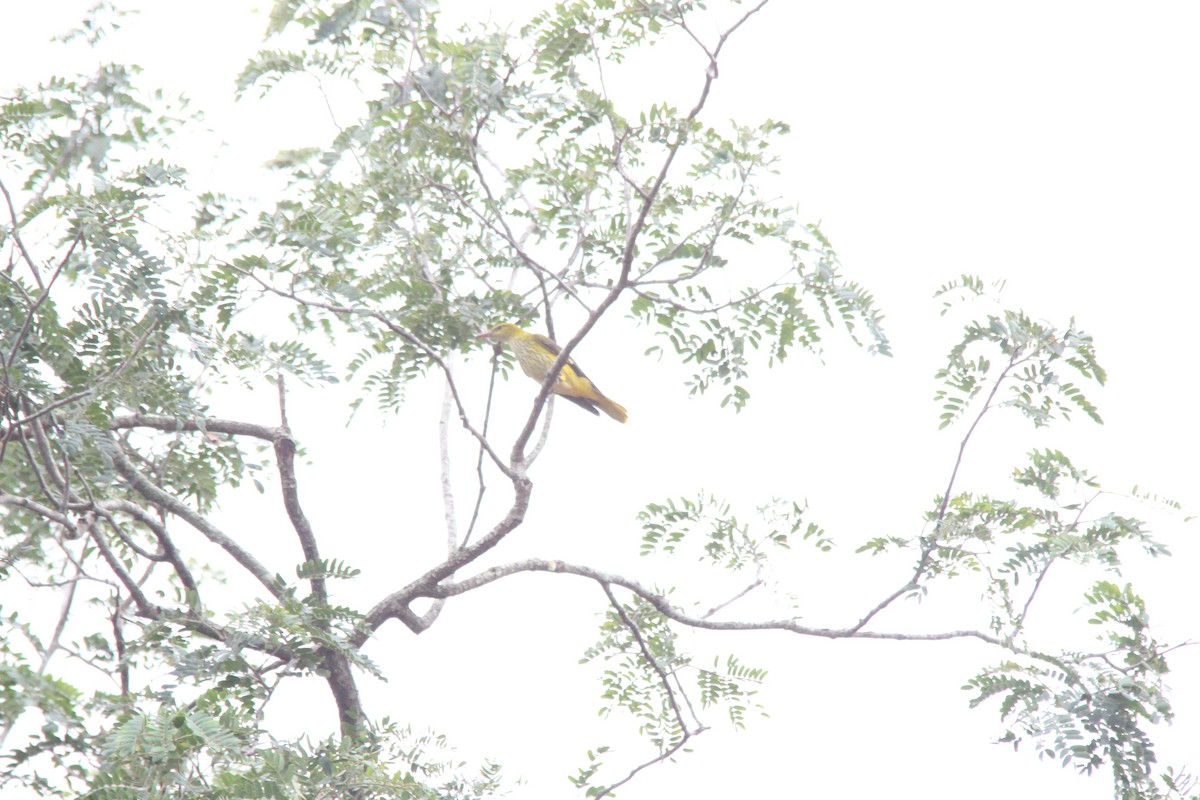 Indian Golden Oriole - ML645653890