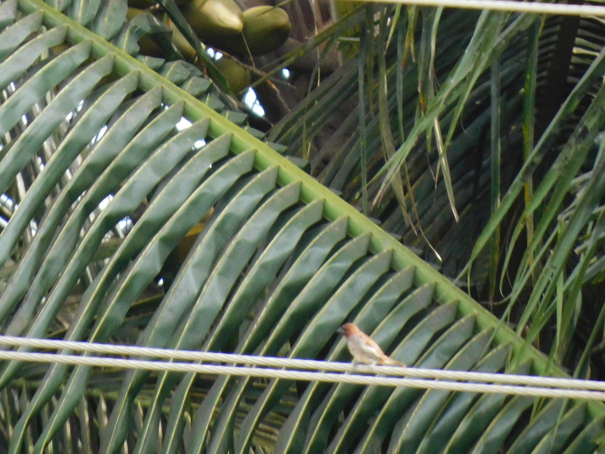 斑文鳥 - ML645653891