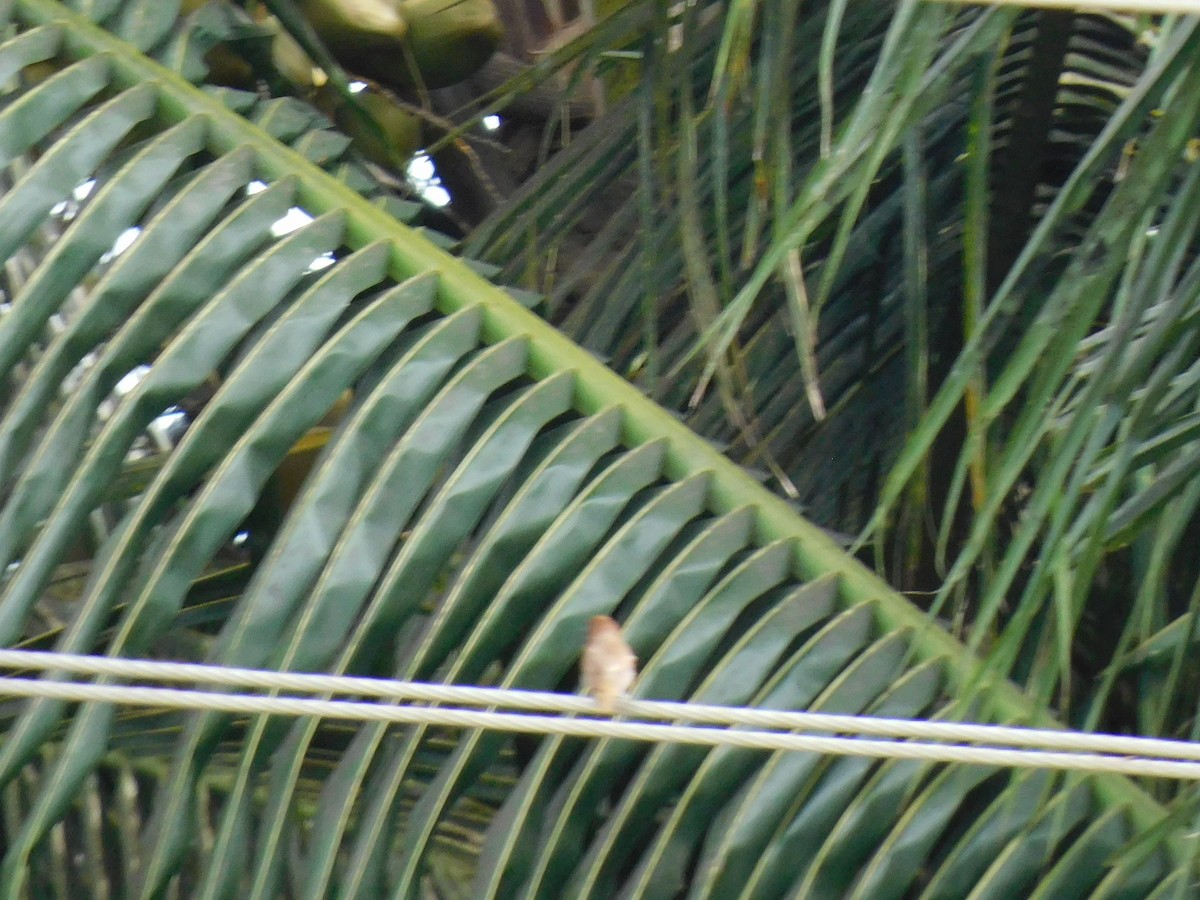 斑文鳥 - ML645653893