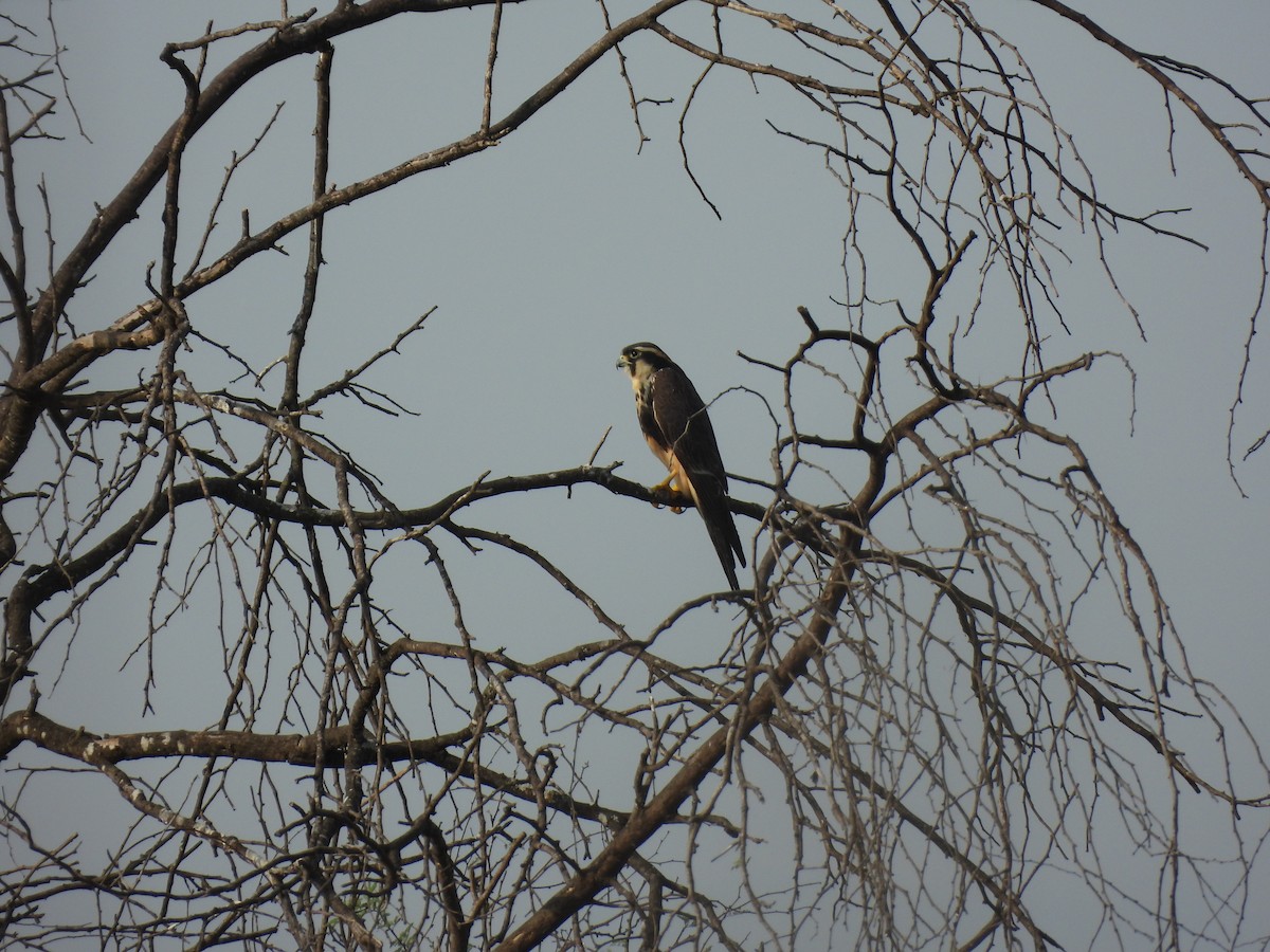 Aplomado Falcon - ML645653896