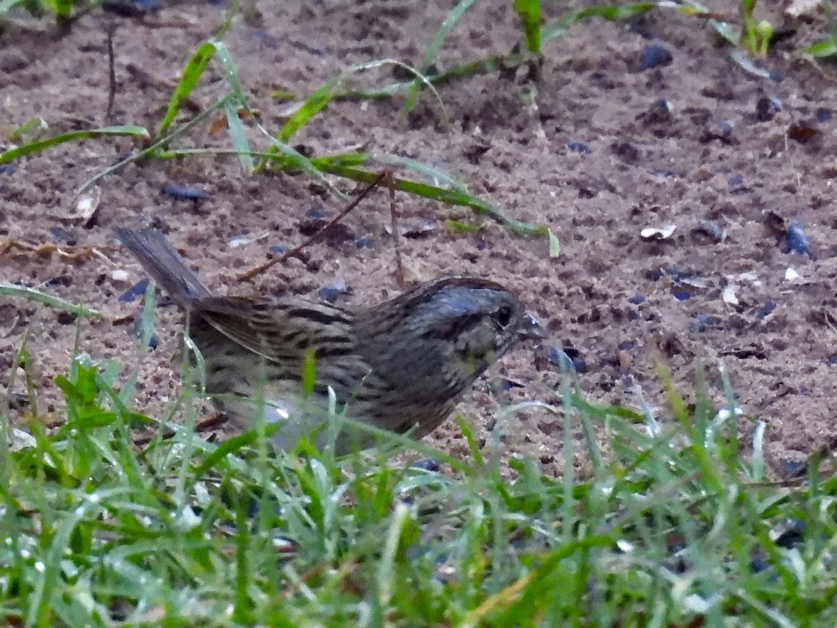 Lincoln's Sparrow - ML645653898