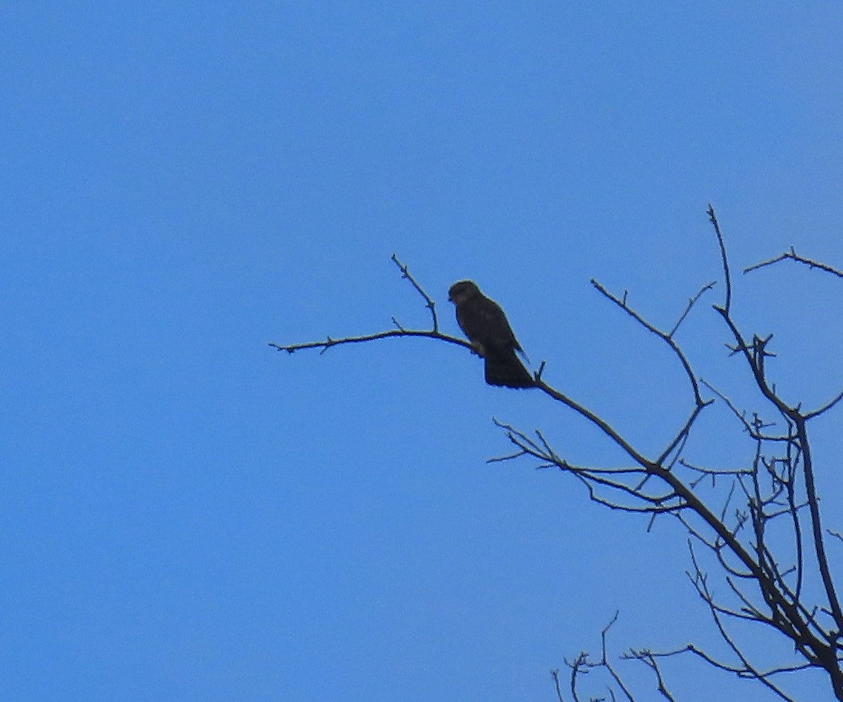 灰背隼 - ML645653899